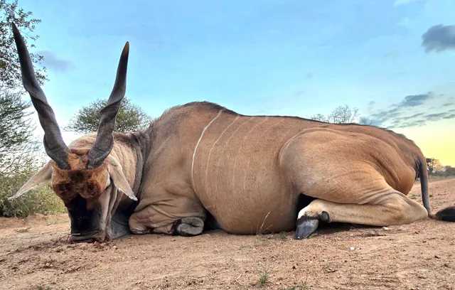 Sable & Eland Hunt