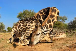 Giraffe