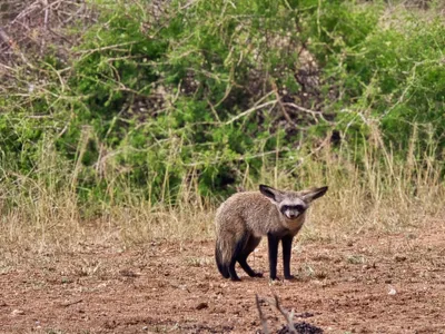 Bat-eared fox
