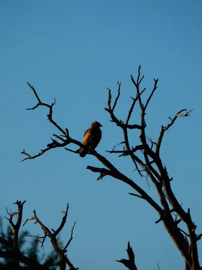 Raptor silhouette