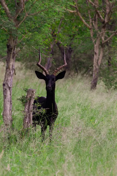 Black impala