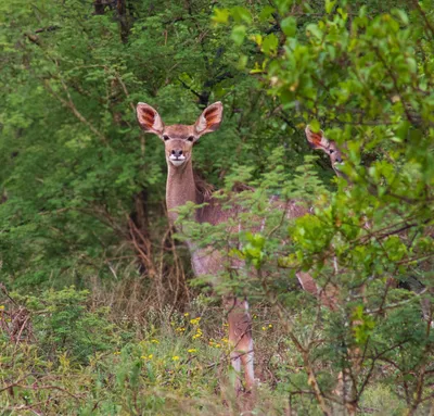 Kudu cows
