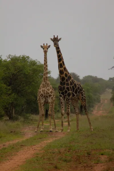 Giraffe pair in the rain