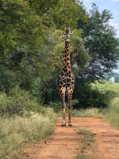 Giraffe on the road