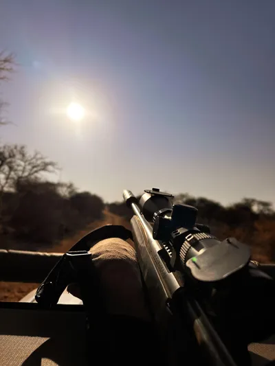 Warthogs running