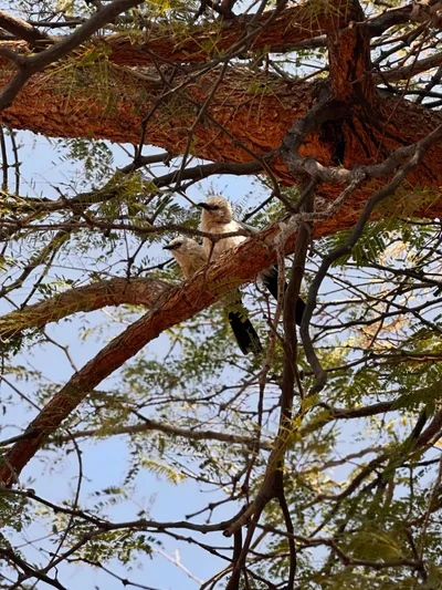 Tree squirrel