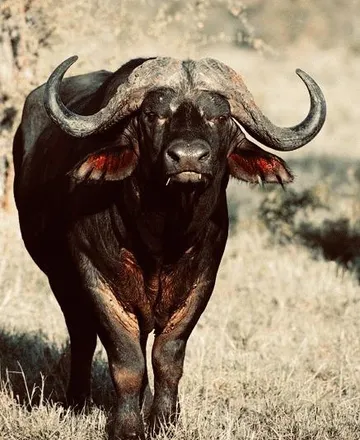 Sable antelope