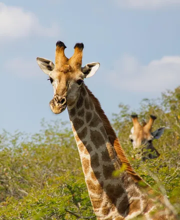 Giraffe close-up