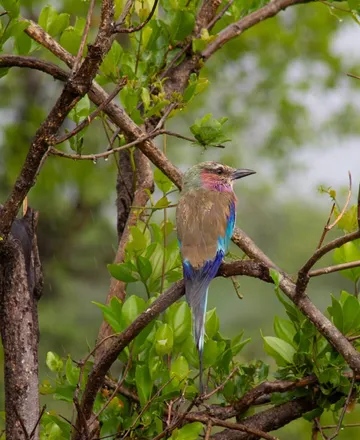 Lilac-breasted roller