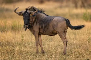 Blue Wildebeest